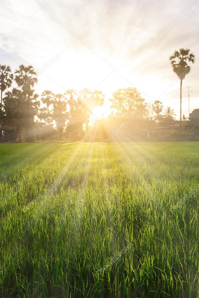 Rice field with palm tree background in morning, Phetchaburi Thailand.