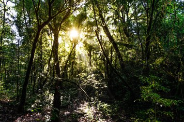 Yağmur ormanları ile güneş, Doi Pha Hom Pok Milli Parkı Chiang Mai, Tayland.