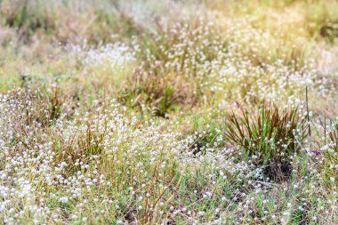 Güzel kır çiçeği, Eriocaulon henryanum Ruhle.