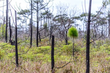 Ormanda yaktıktan sonra çam ağacı yeniden doğuş.
