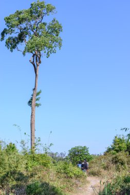 Mavi gökyüzü ile milli park içinde dev ağaç.