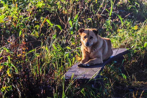 Thai dog sleeping on wooden bench. — Stock Photo, Image