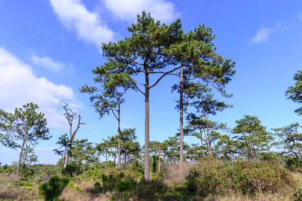 Pine forest with blue sky in sunny day. — Stock Photo, Image