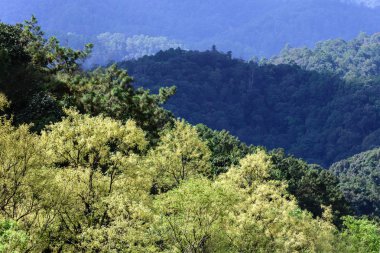 Dağ sonbahar orman Tayland.