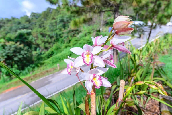 Beautiful pink white orchid flower. — Stock Photo, Image