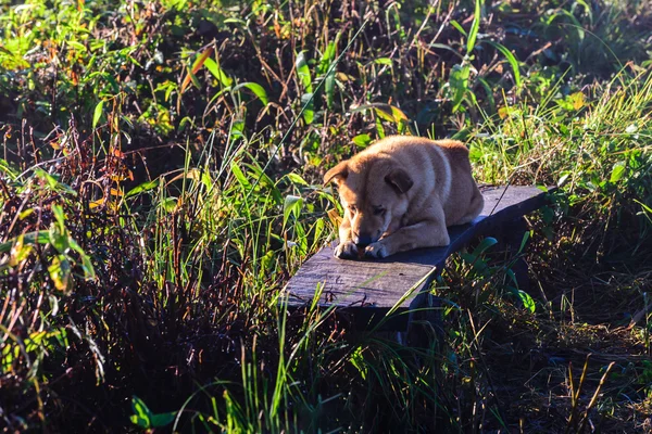 Тайська собаки спали на дерев'яні лавки. — стокове фото
