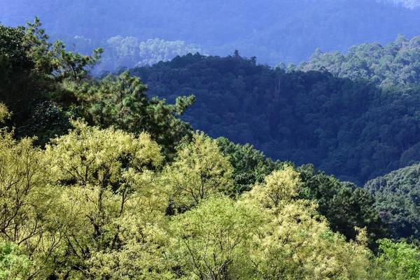 Bosque de otoño de montaña en Tailandia . — Foto de Stock