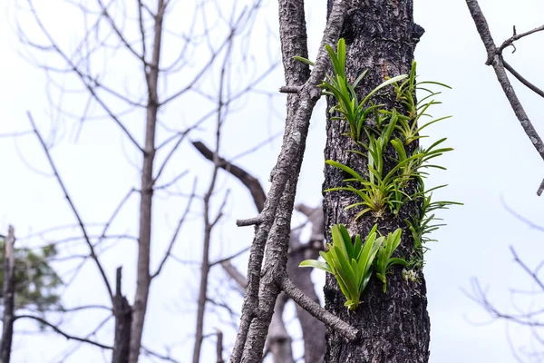 Orquídea silvestre creciendo en pino quemado en el bosque . — Foto de Stock