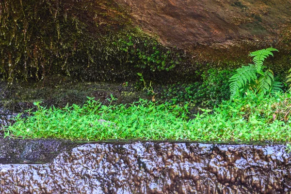 Wilde plant groeit op steen in het regenwoud. — Stockfoto