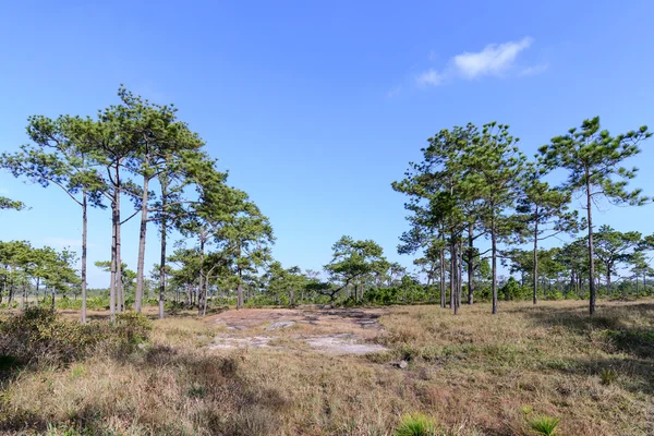Pine forest with blue sky in sunny day. — Stock Photo, Image