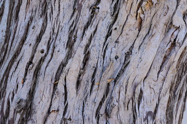 Bella struttura della corteccia dell'albero nella foresta tropicale . — Foto Stock