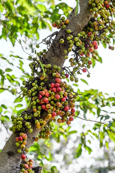 Figues rouges sur l'arbre dans la forêt . — Photo