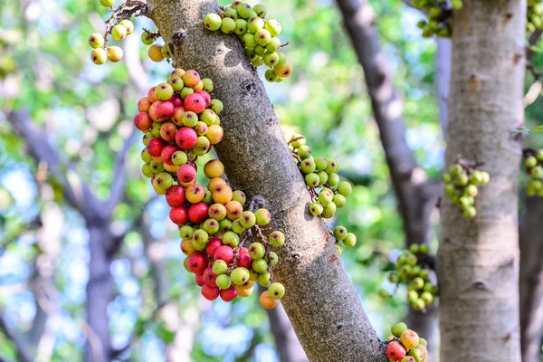 Figues rouges sur l'arbre dans la forêt . — Photo