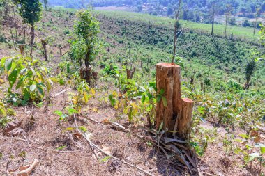 Ağaç kesmek ormansızlaşma hasar küresel değişim.