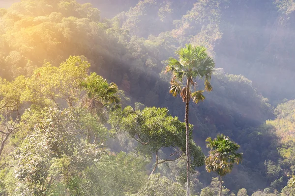Towering palmera en asiático tropical bosque . — Foto de Stock