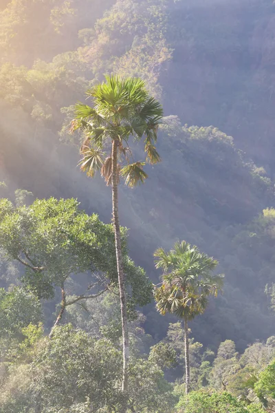 Towering palmera en asiático tropical bosque . — Foto de Stock