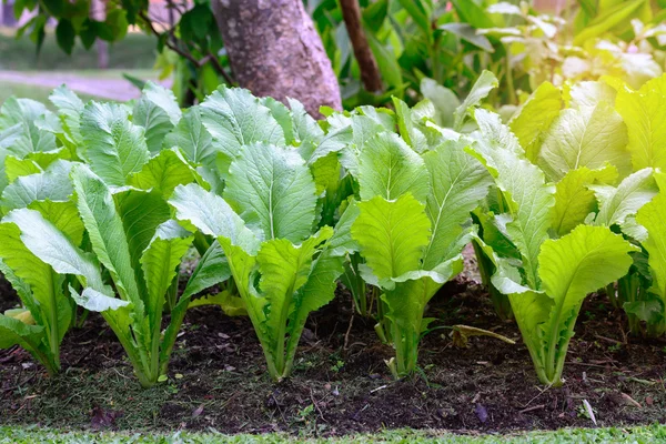Freshness organic green salad vegetable in plantation. — Stock Photo, Image