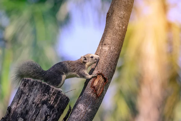 Écureuil amical sur l'arbre dans le jardin urbain . — Photo