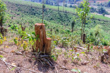 Ağaç kesmek ormansızlaşma hasar küresel değişim.