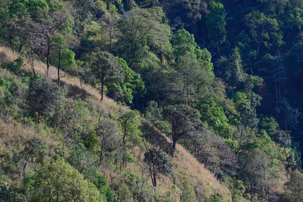 Hermoso paisaje de bosque tropical en zona de desertificación . — Foto de Stock