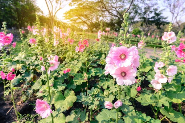 Hermosas flores de hollyhock con luz solar en el jardín . — Foto de Stock