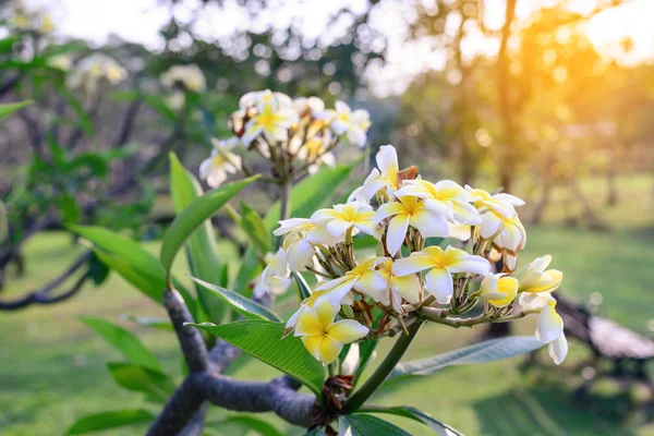 Plumeria five petals, yellow middle and white outside. — Stock Photo, Image