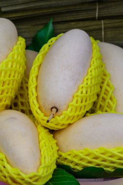 Beyaz mango korunmasında.