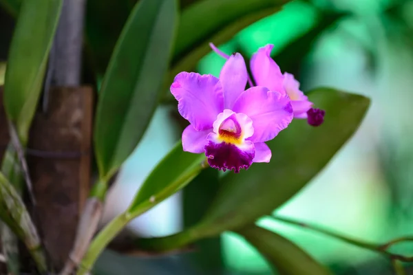 Beautiful orchid flowers are blooming, Cattleya & allied genera. — Stock Photo, Image