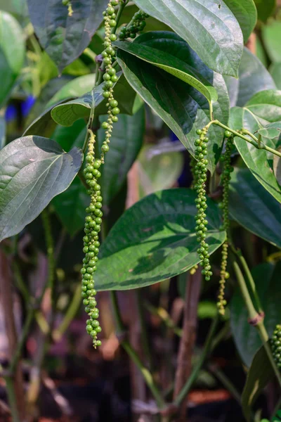 Pimenta verde em árvore em plantação . — Fotografia de Stock