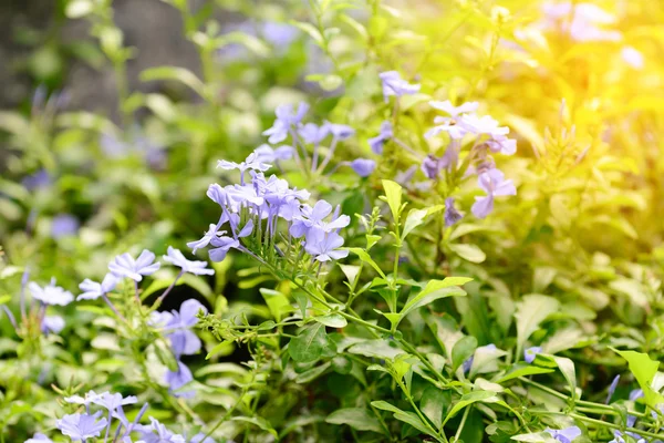 Hermosas flores púrpuras con luz solar . — Foto de Stock