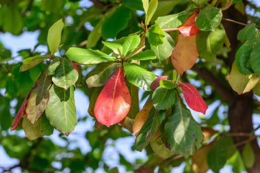 Güzel Sonbahar sezonu tropikal badem yapraklar.
