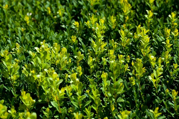 Natural detail fence — Stock Photo, Image