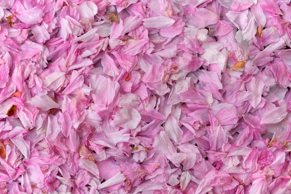 Petals — Stock Photo, Image