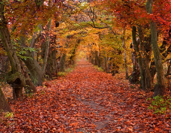 Outono colorido no beco — Fotografia de Stock