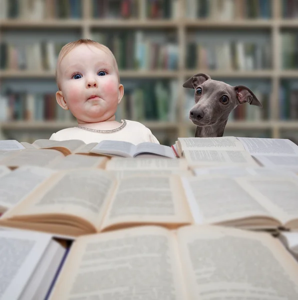 Kis olvasó és kutya — Stock Fotó