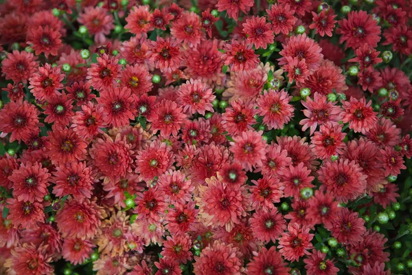 Background red flowers — Stock Photo, Image