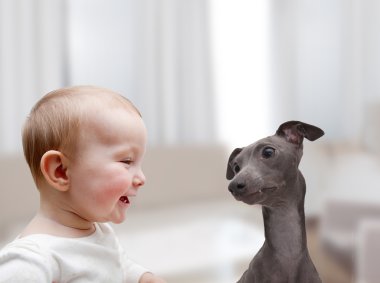 Bebek ve köpek