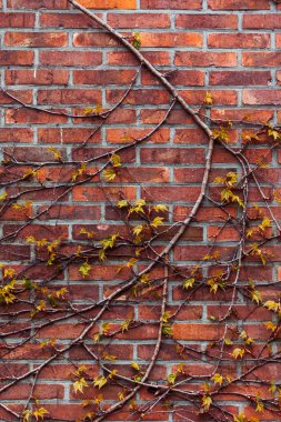 Yumuşak renk arkaplanı. Şehir grunge duvar kağıdı. Güzel bir dalı olan kırmızı tuğlalı bir duvarın dikey resmi