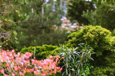 Bahar mevsiminde yakın plan çiçek açar. Renkli parlak yaprak ve canlı yaprak. Makro yumuşaklık resmi, zarif dekoratif yüzeyler. Kadınsı, organik duvar kağıdı. Manzara arkaplanı