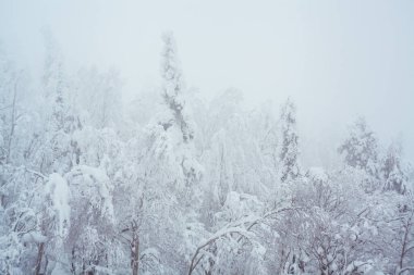 Kuzey boş yol manzarasında kar fırtınası. Beyaz ağaçlar ve arka planda sis var. Yolculuk konsepti. Ağaçlar ve yol kenarları karla kaplı. Fotokopi alanı olan Noel fotoğrafı