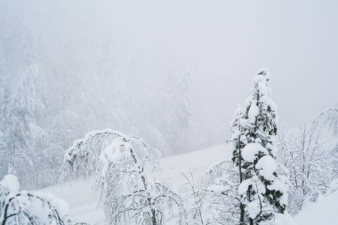 Kuzey boş yol manzarasında kar fırtınası. Beyaz ağaçlar ve arka planda sis var. Yolculuk konsepti. Ağaçlar ve yol kenarları karla kaplı. Fotokopi alanı olan Noel fotoğrafı