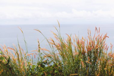 Pampas açık havada açık renkli otlar. Kuru sazlıklar boho stili. Doğada güneş ışığıyla birlikte beyaz bitki. Ön planda güzel bir çıkıntısı olan doğal ekolojik bir arka plan. Sahne fotokopi alanı