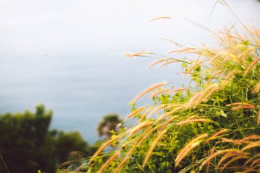 Pampas açık havada açık renkli otlar. Kuru sazlıklar boho stili. Doğada güneş ışığıyla birlikte beyaz bitki. Ön planda güzel bir çıkıntısı olan doğal ekolojik bir arka plan. Sahne fotokopi alanı