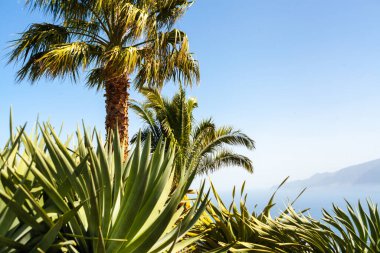 Güneş ışığı soyut arka planına sahip tropik bir palmiye ağacı silueti. Yaz tatili ve doğa yolculuğu macera konsepti. Madeira Adası, Portekiz. Özgürlük yolculuğu yaşam tarzı. Sahne fotoğrafı, kopyalama alanı