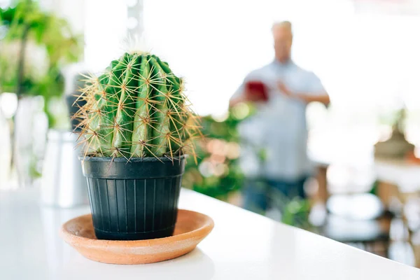 Pequeno Cacto Prateleira Com Fundo Sênior Borrão Casa Mínima Ideias — Fotografia de Stock