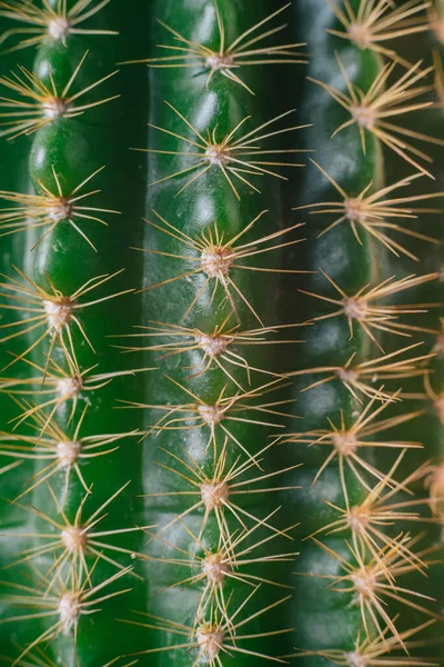 Close Groene Cactushuid Met Doorn Achtergrond Abstract Stijlvolle Zomer Beeldende — Stockfoto