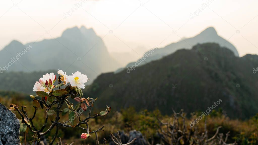 Blooming white flowers in the foreground of the landscape of Mountains, clouds with sunray and dusk near the sunset in the background of Doi Luang, Chiang Dao, Chiang Mai, Thailand.