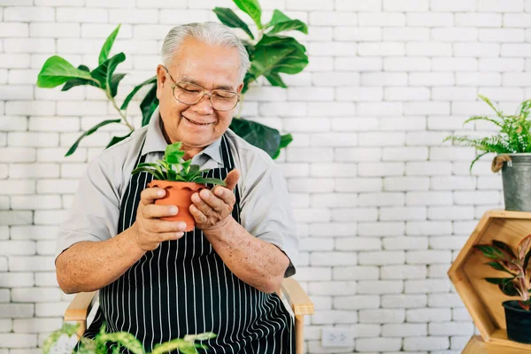 Emekli Asyalı bir büyükbaba bitkilerle ilgilenmeyi sever, saksılarda mutluluk dolu bitkiler tutar. Emeklilik aktiviteleri..