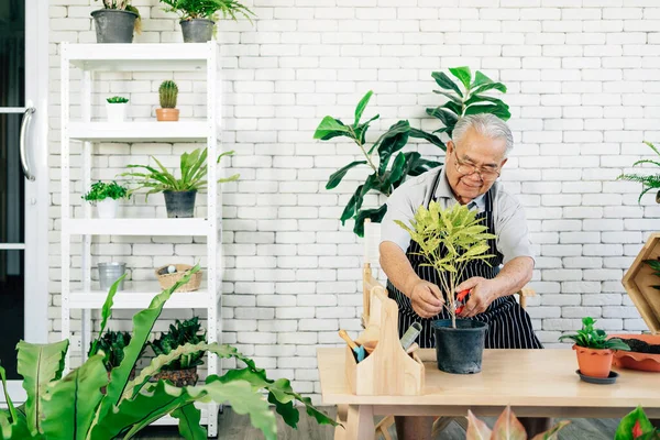 Asiatische Großväter Ruhestand Lieben Sich Die Pflanzen Kümmern Indem Sie — Stockfoto