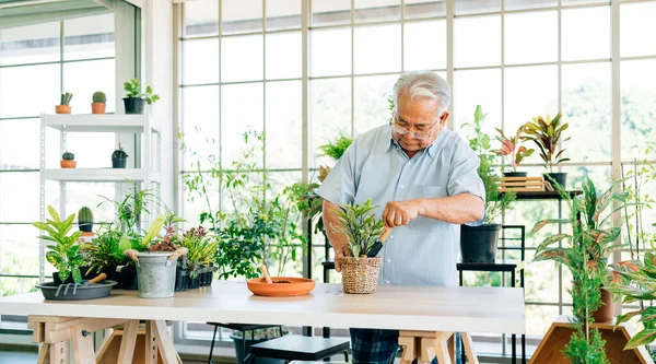 Asiatische Großväter Ruhestand Lieben Sich Die Pflanzen Kümmern Indem Sie — Stockfoto